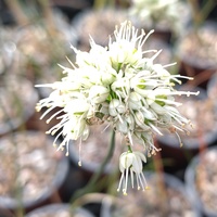 Allium pseudojaponicum